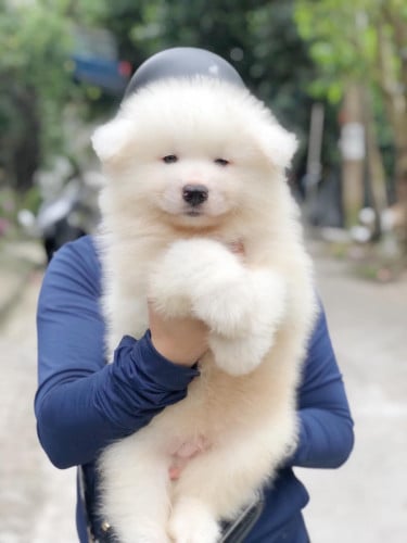 Samoyed