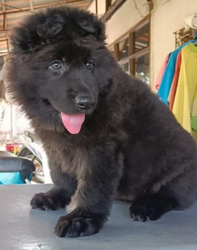 GSD female . Mom and dad got Champion