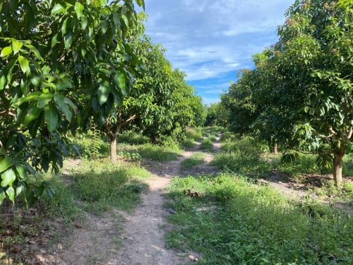 ដីចំការស្វាយ​ សំរាប់ជួល ឬ លក់