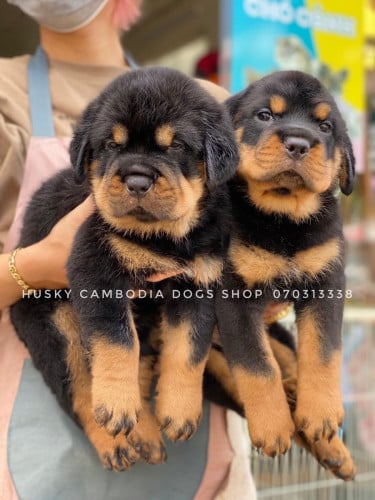 Rottweiler VIP ពូជល្អ