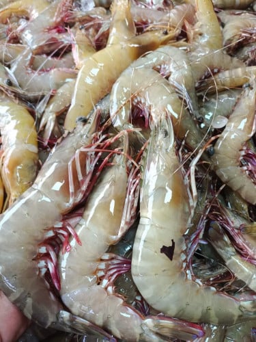 បង្គារលេខធម្មជាតិ💯%