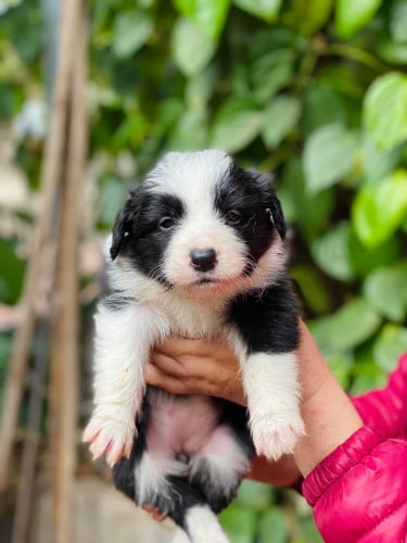Border collie male and female