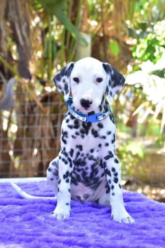 Dalmatian