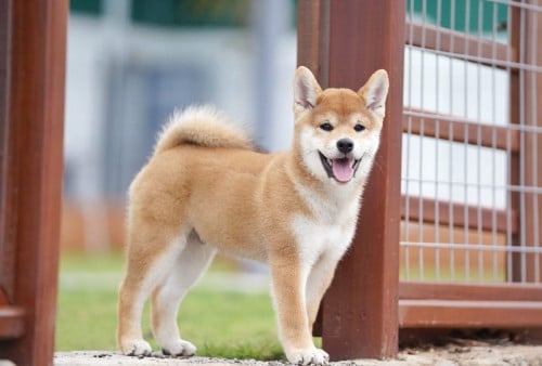 Shiba Inu