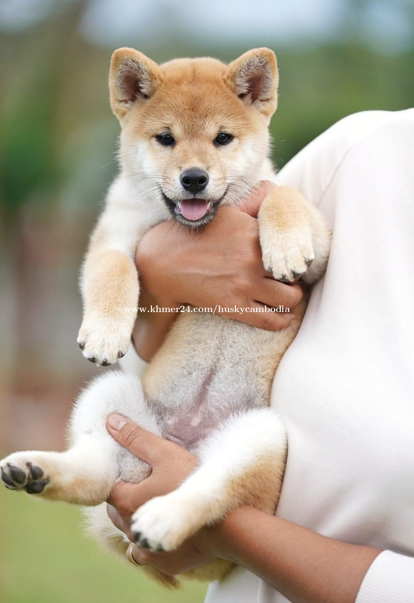 Black best sale shiba price