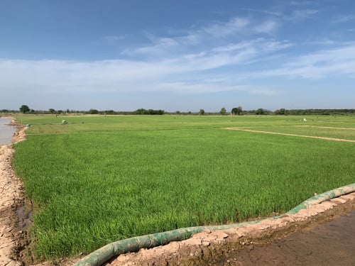 ដីលក់ ជាប់ផ្លូវជាតិ លេខ ៥ (ទំហំដី 1 ហិតាជាង)​ តម្លៃអាចរចាបាន