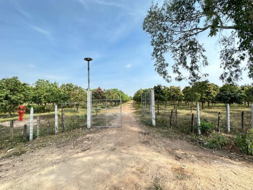 ដីលក់បន្ទាន់12ហិចតា(ចុះពីផ្លូវជាតិ51 3គីឡូម៉ែត្រ)