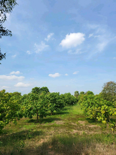 ចង់លក់ដីចំការ មួយកន្លែងនៅផ្លូវជាតិលេខ43 ទល់មុខផ្លូវបែកទៅគីរីរម្យ ចំងាយ2km