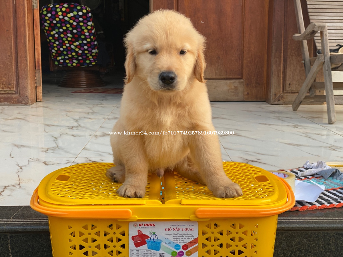 Golden retriever Price 300 in Siem Reap, Cambodia Luong Lyho