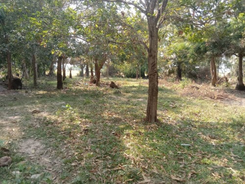 ដីភូមិលក់នៅជាយក្រុងខេត្តសៀមរាប