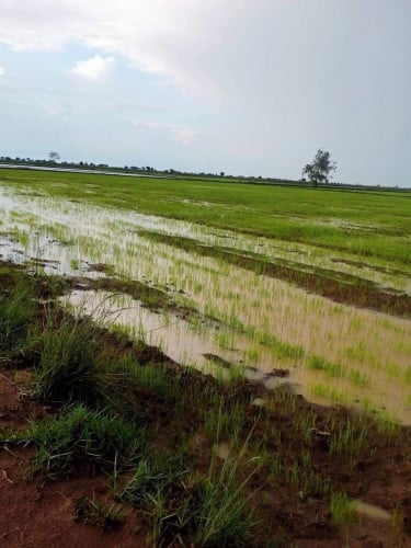 ដីស្រែ លក់ចំនួន 3ហិតា