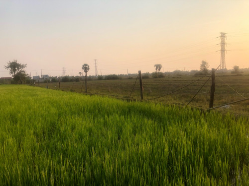 ដី អាច យកធ្វើផ្ទះត្រចៀកកាំ សម្បូរទឹកជិតនឹង ជិត វត្តល្អក់ តម្លៃក្រោមទីផ្សារ