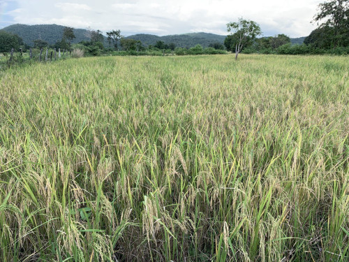 ដីលក់