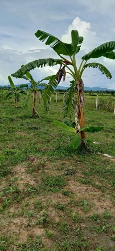 ដីចម្ការសម្រាប់លក់