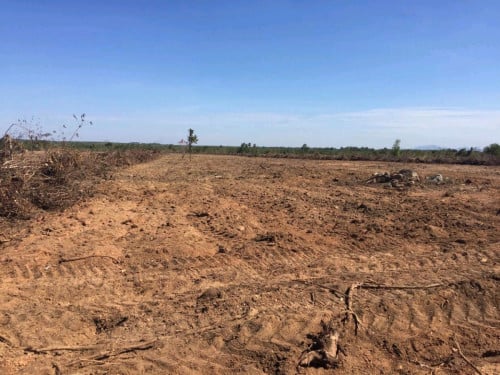 ដីលក់ប្រញាប់លុយ 10ហិចតា