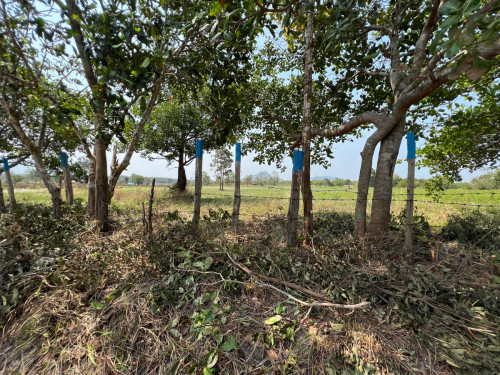 (ដីប្លង់រឹង) ដីស្អាតជាប់មាត់ស្ទឹង អាចដាំដំណាំ ឫ រីស៊តបាន នៅក្បែររមណីយដ្ឋាន ថ្មរូង