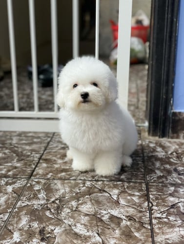 Bichon