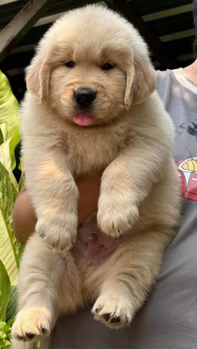 Golden retriever