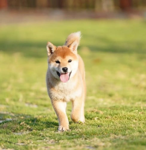 Shiba Inu