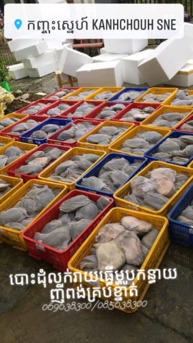 បោះដុំកន្ធាយផ្ញើរជូន25ខេត្តក្រុង