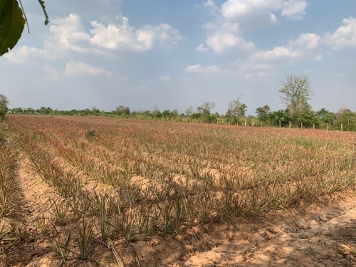 ដីលក់បន្ទាន់