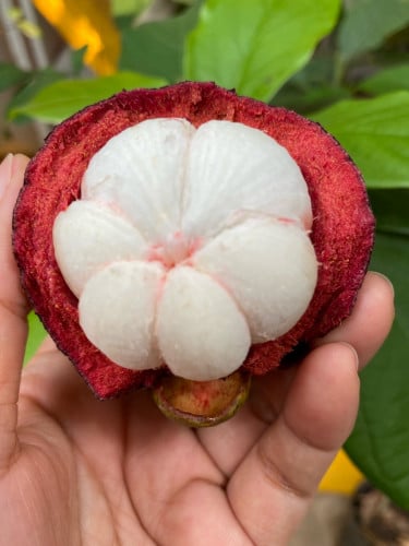 មង្ឃុតសំឡូត