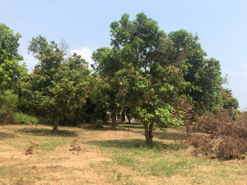 ដីលក់ ក្រុងកែប