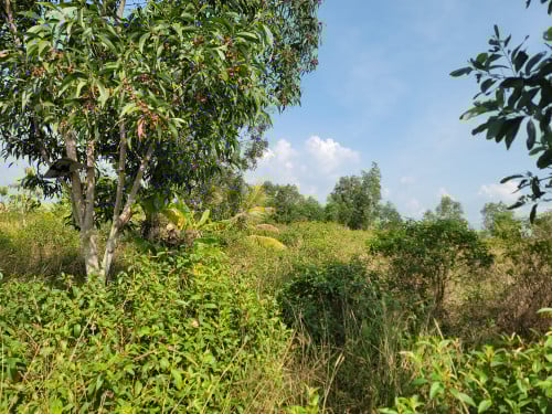 ដីលក់តម្លៃក្រោមទផ្សារ - Land below market price