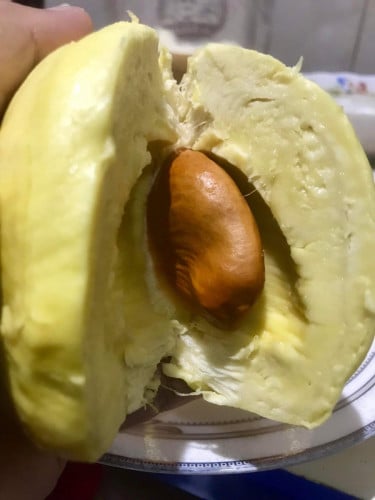 ទុរេនម៉ាន់ថងសំឡូត💯%