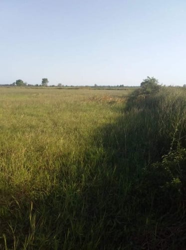 ដីស្រែលក់បន្ទាន់ ជិត២ហិចតា