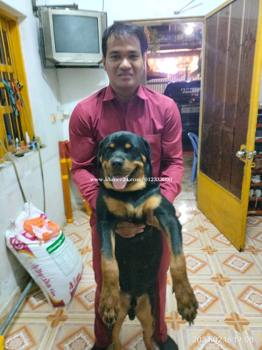 Rottweiler 11 Months, Weight 45 Kg price $ in Boeng Tumpun 1, Mean  Chey, Phnom Penh, Cambodia - Sam 