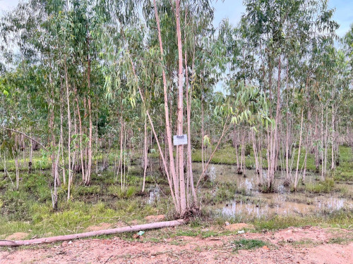 ដីលក់បន្ទាន់