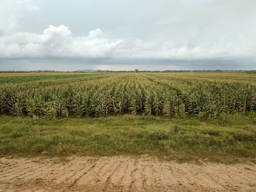 លក់ដីនៅជាប់ផ្លូវក្រវ៉ាត់ក្រុងជិតស្ពានអ្នកលឿង