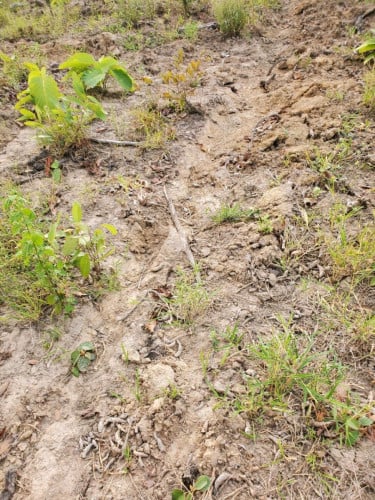 ដីចំការលក់បន្ទាន់ (តម្លៃចរចារបាន)