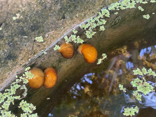 1kg 80$ / ខ្យងមាសជប៉ុន / Golden Apple Snail