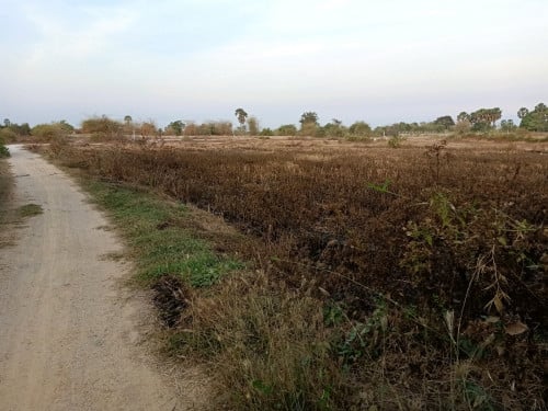 ដីស្រែលក់ នៅបឹងខ្យាង ស្រុកកណ្តាលស្ទឹង ខេត្តកណ្តាល