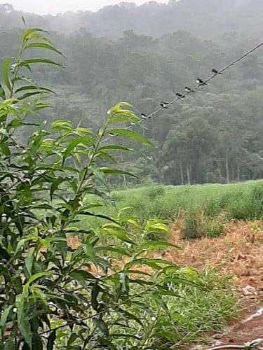 លក់បន្ទាន់ ផ្លូវជាតិ,ដីលក់នៅក្នុងខេត្តមណ្ឌលគីរី  15ម៉ែត្រ x 400ម៉ែត្រ