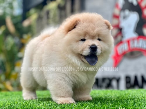 Chow chow