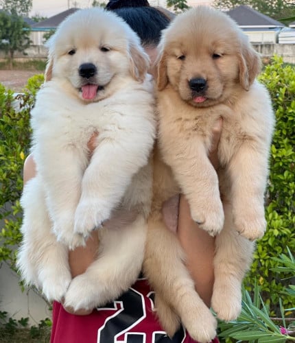 Golden retriever VIP