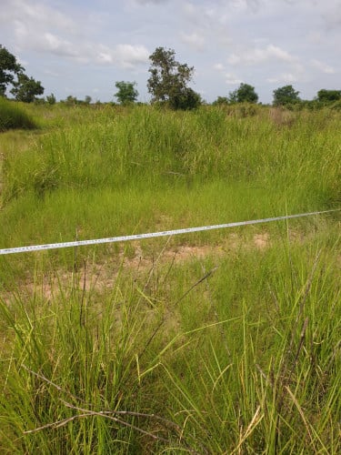 ដីចំការលក់បន្ទាន់ 2500$/1ហិចតា ប្លង់រឹង ខេត្តត្បូងឃ្មុំ (ម្ចាស់ផ្ទាល់)