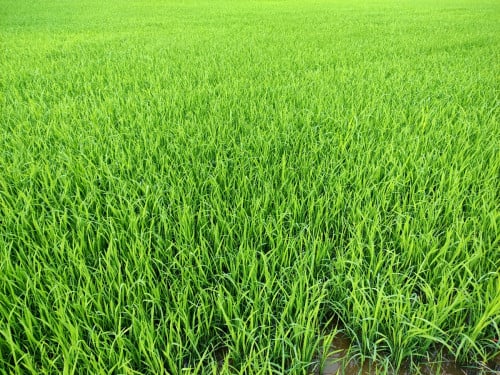 លក់ដីប្រញាប់