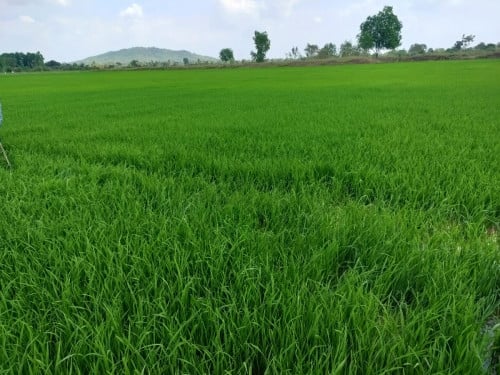 លក់ដីប្រញាប់