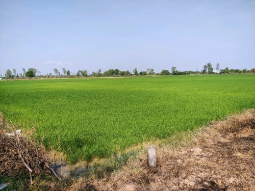 លក់ដីប្រញាប់
