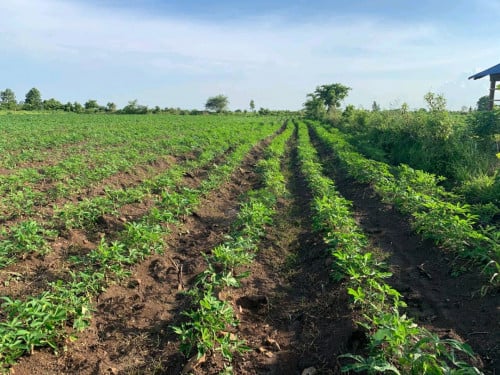 ដីនៅកុំពង់ថ្ម (ជិតមន្ទីឃុំគគីធំ)ផ្លវកៅស៊ូតម្លៃ១ម៉ែតដើ.1450$.ក្បាលដី.60×100ម៉ែត