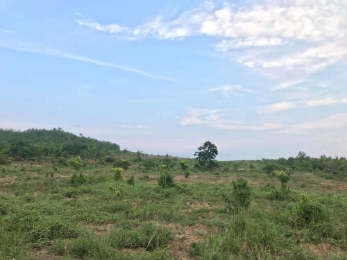 ដីចំការ លក់