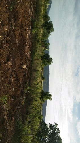 ដ៏ចំការលក់