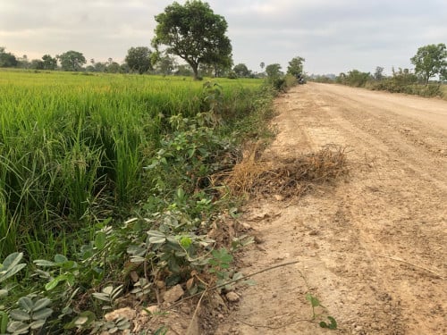Land for sale ដីលក់