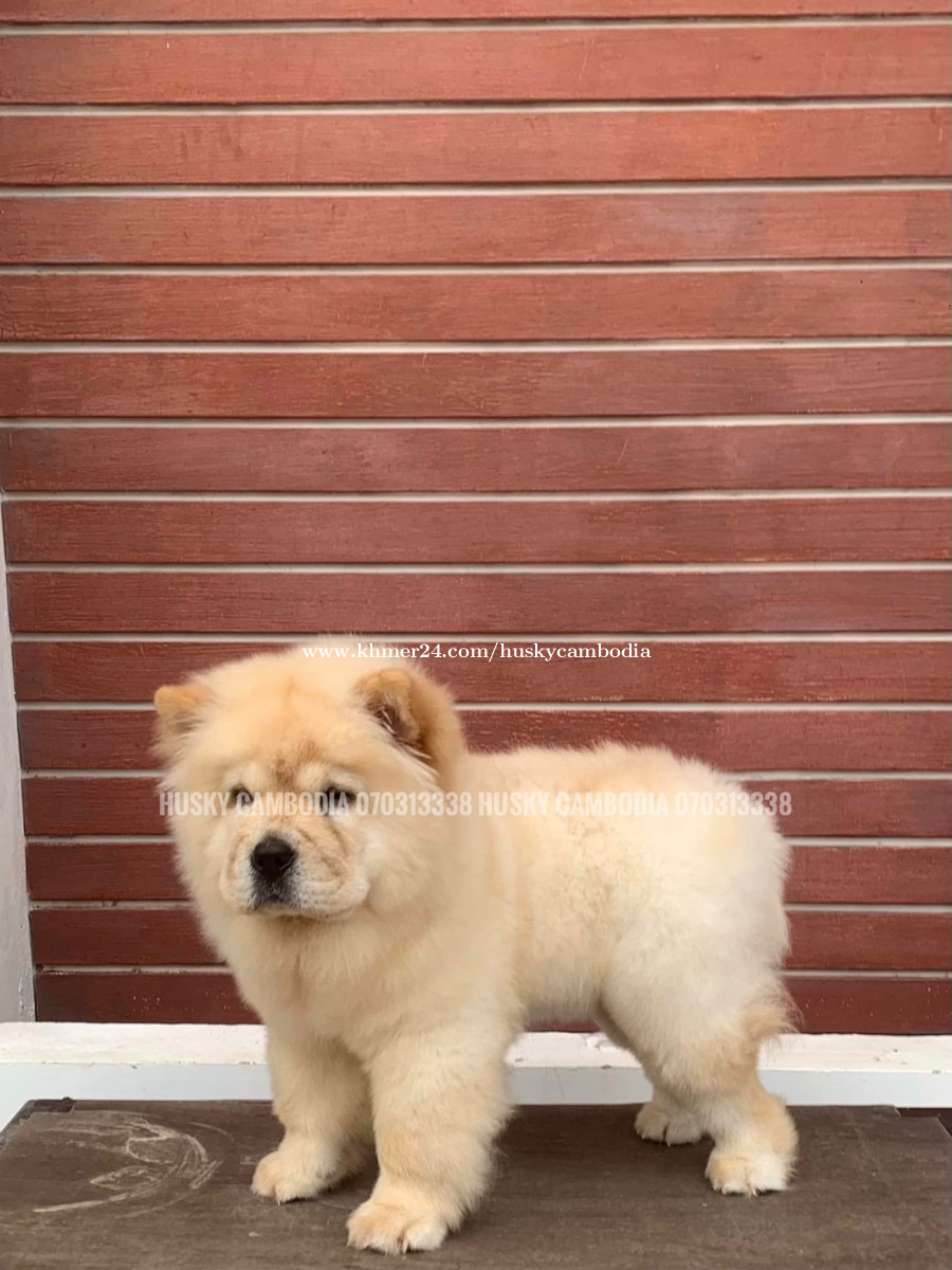 3 month old chow chow sale