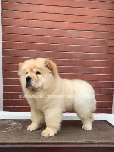 Chow Chow From Thailand 3 months old