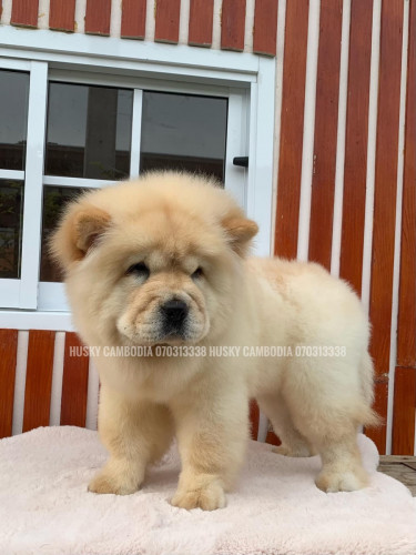 Chow chow on sale 3 months old